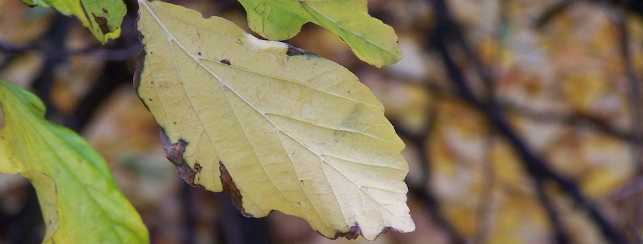 Golden autumn leaf — Fall is Ending